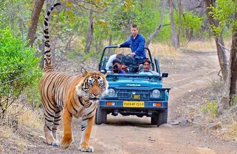 Tour del Rajasthan, Pushkar e Ranthambore