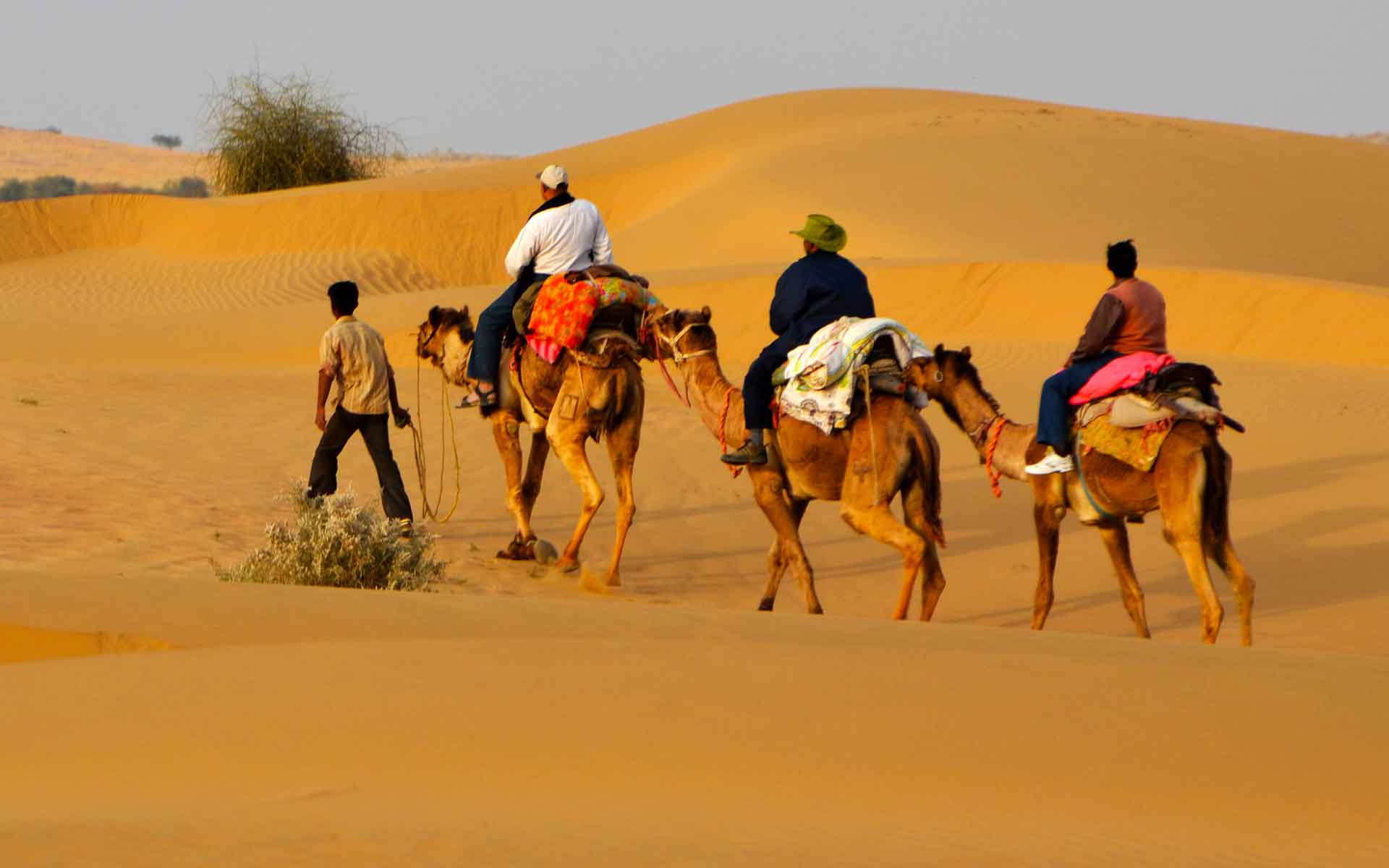 camel safari