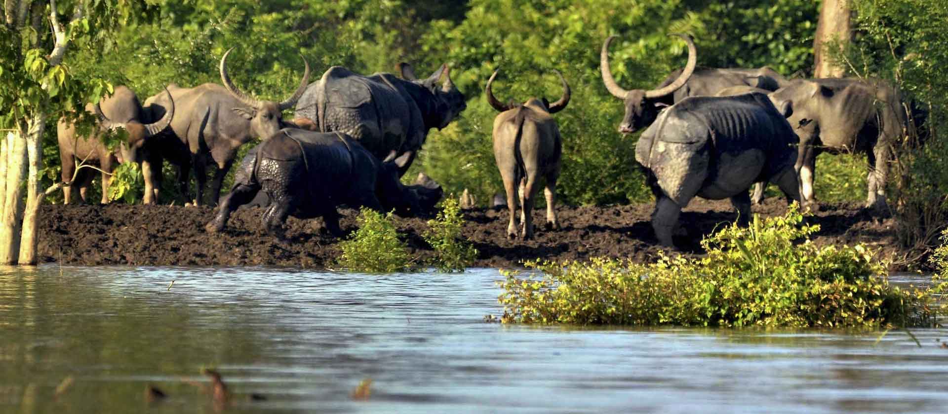 kaziranga Tour