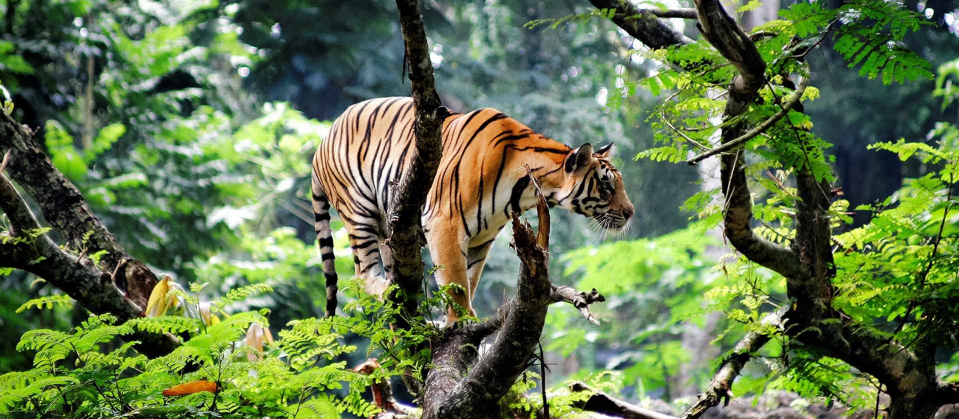 Wildlife tour
